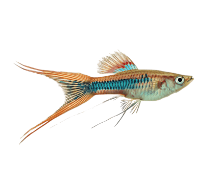 Colorful freshwater fish swimming in clear water aquarium png