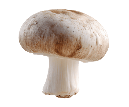 Fresh mushroom for cooking and food preparation needs png