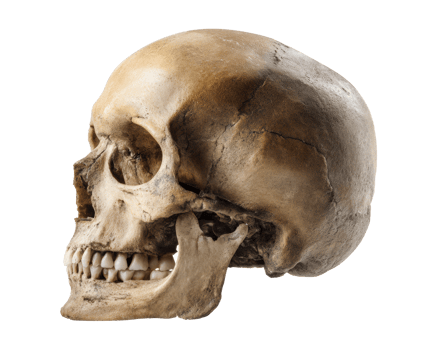 Human skull anatomical study representation in lateral view png