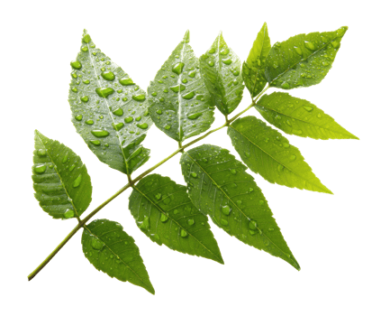 Fresh green leaves with water droplets for nature designs png