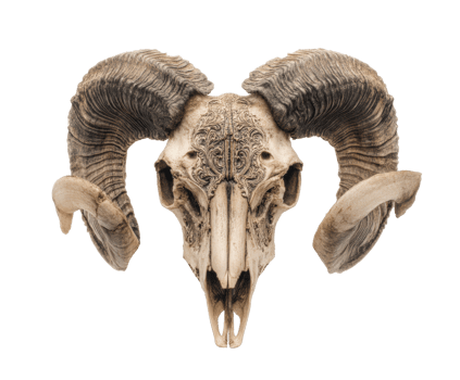 Elegant ram skull with intricate carvings for decorative display png
