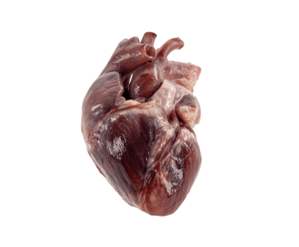 Organ structure of a mammal heart for anatomy studies png