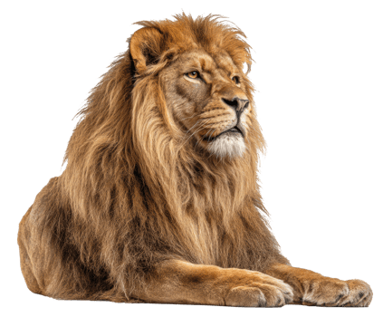 Majestic lion resting proudly in a natural posture png