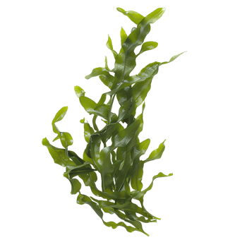 Marine algae displayed on a transparent surface png