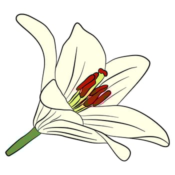 yellow lilly flowers and black line elements for decoration on transparent background vector