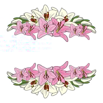 lilly flowers frame on transparent background vector