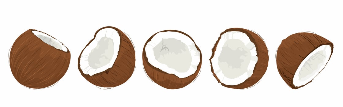 Coconut set. Hand drawn broken coconuts. Coconut halves. Coconut day 2 September vector