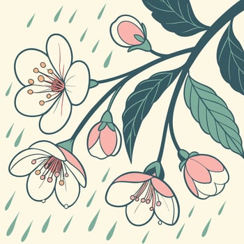 Delicate cherry blossoms bloom amidst gentle spring rain showers vector