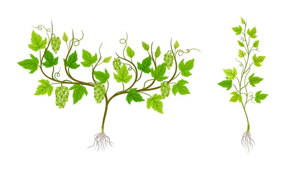 Grapevine plant growing set. Young vine seedling with green leaves, root and grape bunches illustration vector