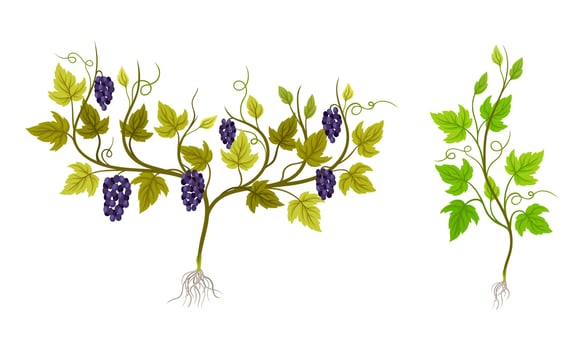 Grapevine plant growing set. Young vine seedling with green leaves and grape bunches illustration vector