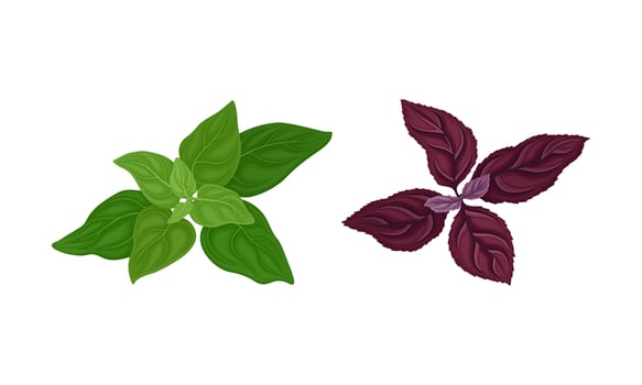 Culinary plants set. Basil, oregano, fresh green herbs and spices illustration vector
