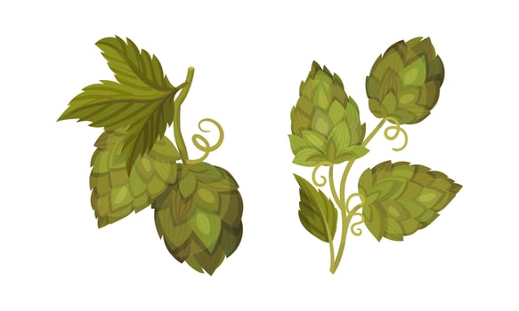 Fresh hop plants with ripe cones and green leaves. Organic natural malt ingredient for brewery products illustration vector