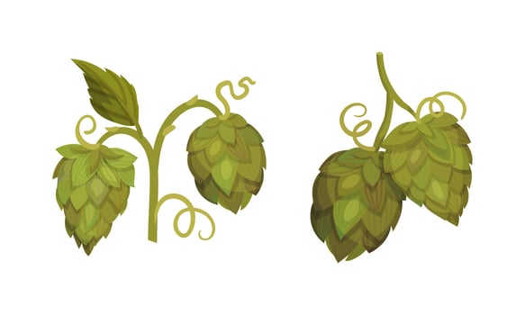Fresh hops set Organic natural malt ingredient for brewery products illustration vector