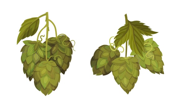 Fresh hop plant with cones set. Natural ingredient for brewery products illustration vector