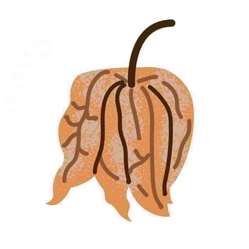 Physalis branch with leaves and berries sketch, hand drawn autumn gooseberry orange berry fruits in husk on stem vector