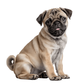 Adorable Fawn Pug Puppy Sitting with Tongue Out on Isolated Background png