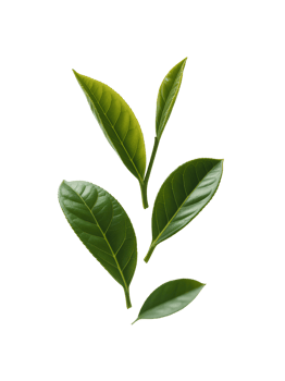 Fresh Green Tea Leaves Blowing Isolated - Natural Herbal Leaf png