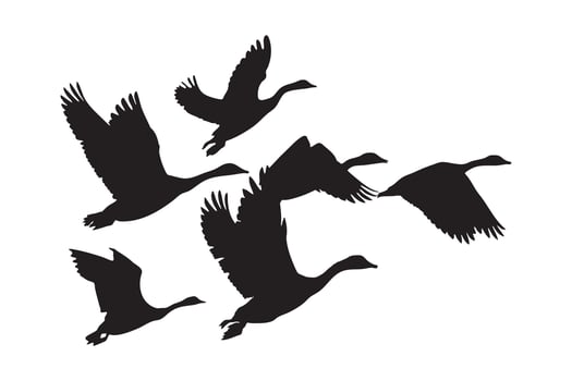 Silhouette Flock of Wild Geese Flying in Formation Isolated on White Background vector