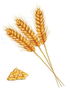 Realistic Detailed Color Wheat Ear Agriculture vector