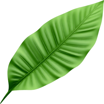 Single green tropical leaf isolated png