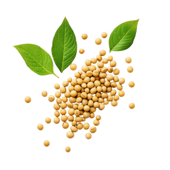 Soybean seeds with leaves isolated on transparent background png