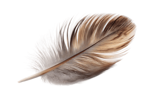 Elegant Detailed Feather Light Airy Fluffy Smooth Isolated Graphic Design Elements Illustration png