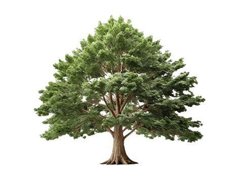 standing a tree with isolated background png