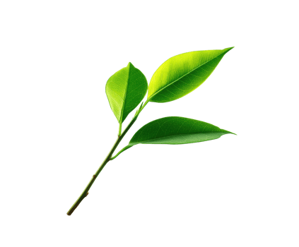 Fresh green leaves on a branch for natural design projects png