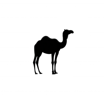 Camel silhouette on a white isolated background, showcasing the unique shape and features of this fascinating desert animal. png