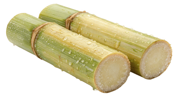 Fresh Sugarcane Stalks with Droplets png
