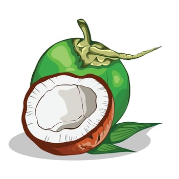 coconut illustration for graphic design vector