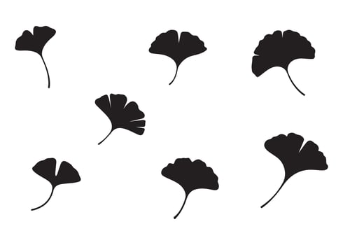 Ginkgo Biloba Leaves Pattern on White Background vector