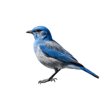Detailed Blue Scrub Jay Bird on Transparent Background png