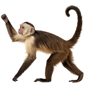 Capuchin Monkey walking. isolated on Transparent background png