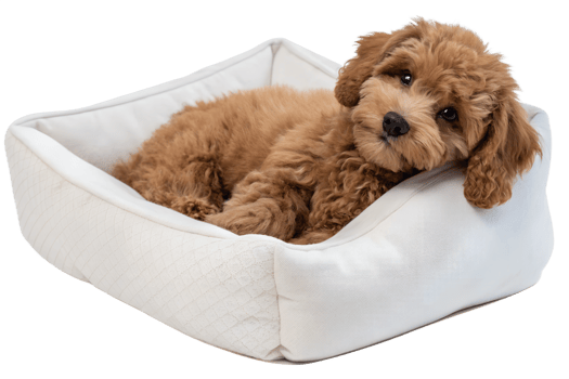 Maltipoo puppy in cozy white dog bed isolated on transparent background, fluffy small dog breed, pet care or animal advertisement concept png