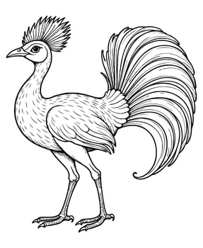 Cute lyrebird Illustration Coloring Book vector
