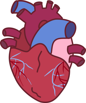 Human heart anatomy illustration png