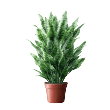 A lush, vibrant plant in a terracotta pot, showcasing dense green leaves against a white isolated background, perfect for home decor or office enhancement. png