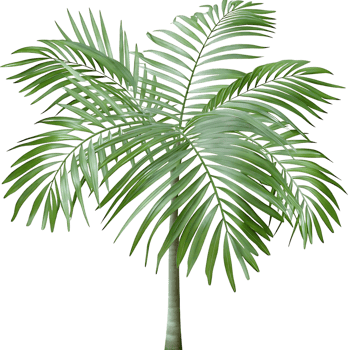 Majestic Palm Tree on transparent Background for Tropical Design png