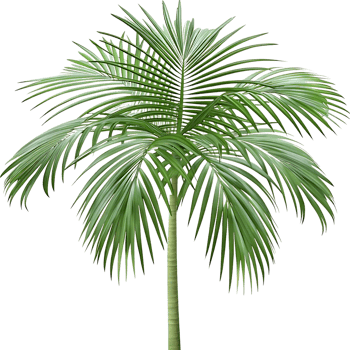 Solitary Palm Tree with Green Fronds on transparent Background png