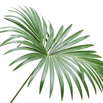Elegant Lady Palm Leaf on transparent Background for Tropical Decor png