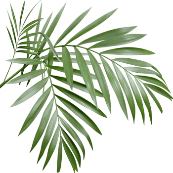 Elegant Tropical Palm Leaves on transparent Background png