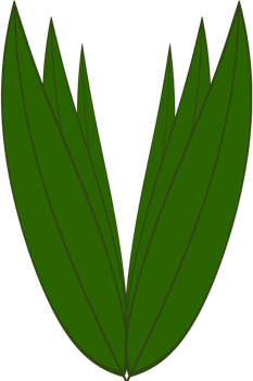 Beautiful shape and fresh deep green colors tone of 6 fresh plant leaves. png