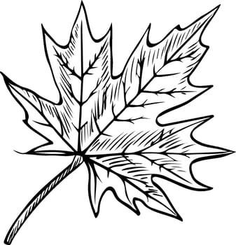 The maple leaf. graphics. Black and white hand-drawn illustration. On a white background. Great for stickers, banners, posters and packaging, postcards, flyers, labels and prints. vector