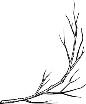 A branch of a tree without leaves. graphics. Black and white hand-drawn illustration. On a white background. Great for stickers, banners, posters and packaging, postcards, labels and prints. vector