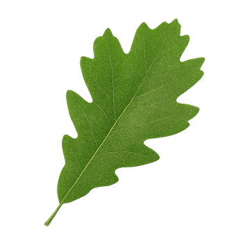 Elegant Green Oak png