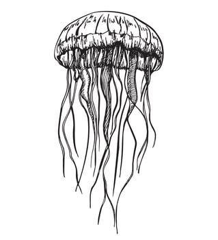 Jellyfish. hand drawn illustration of Jelly Fish on isolated background. Drawing of sea animal vector