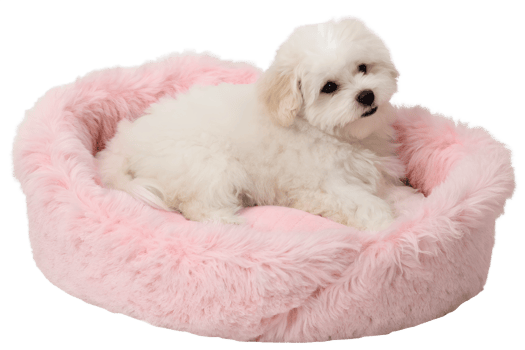 Adorable maltese puppy relaxing in soft pink bed, small fluffy dog, sweet and calm pet png