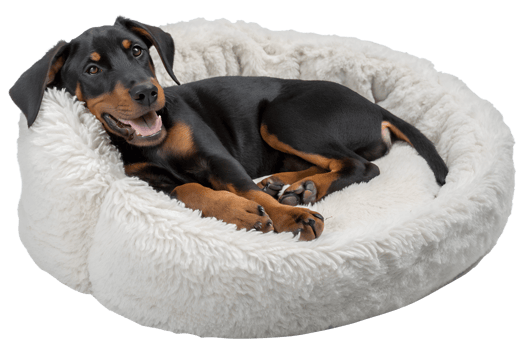 Doberman puppy relaxing on a fluffy white bed, isolated on transparent background, domestic animals, canine lifestyle png