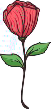 Beautiful Rose Flower Illustration vector